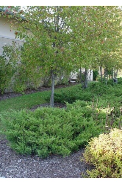 Можжевельник средний Пфитцериана Компакта